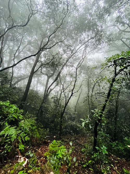 Foto d'estoc gratuïta de amb boira, arbres, bosc