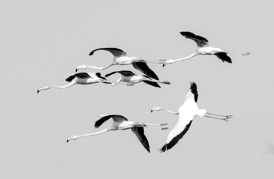 A striking black and white image of flamingos flying in formation over Dubai.