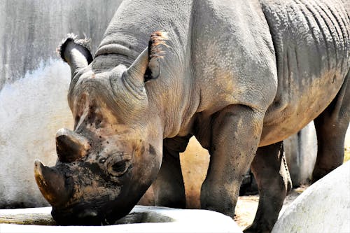 Foto d'estoc gratuïta de animal, animal salvatge, banya