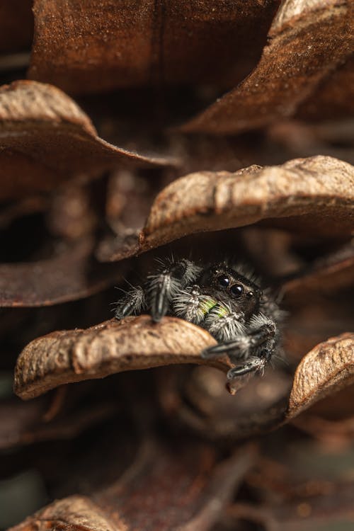 Gratis lagerfoto af edderkop, insekt, insektfotografering Lagerfoto