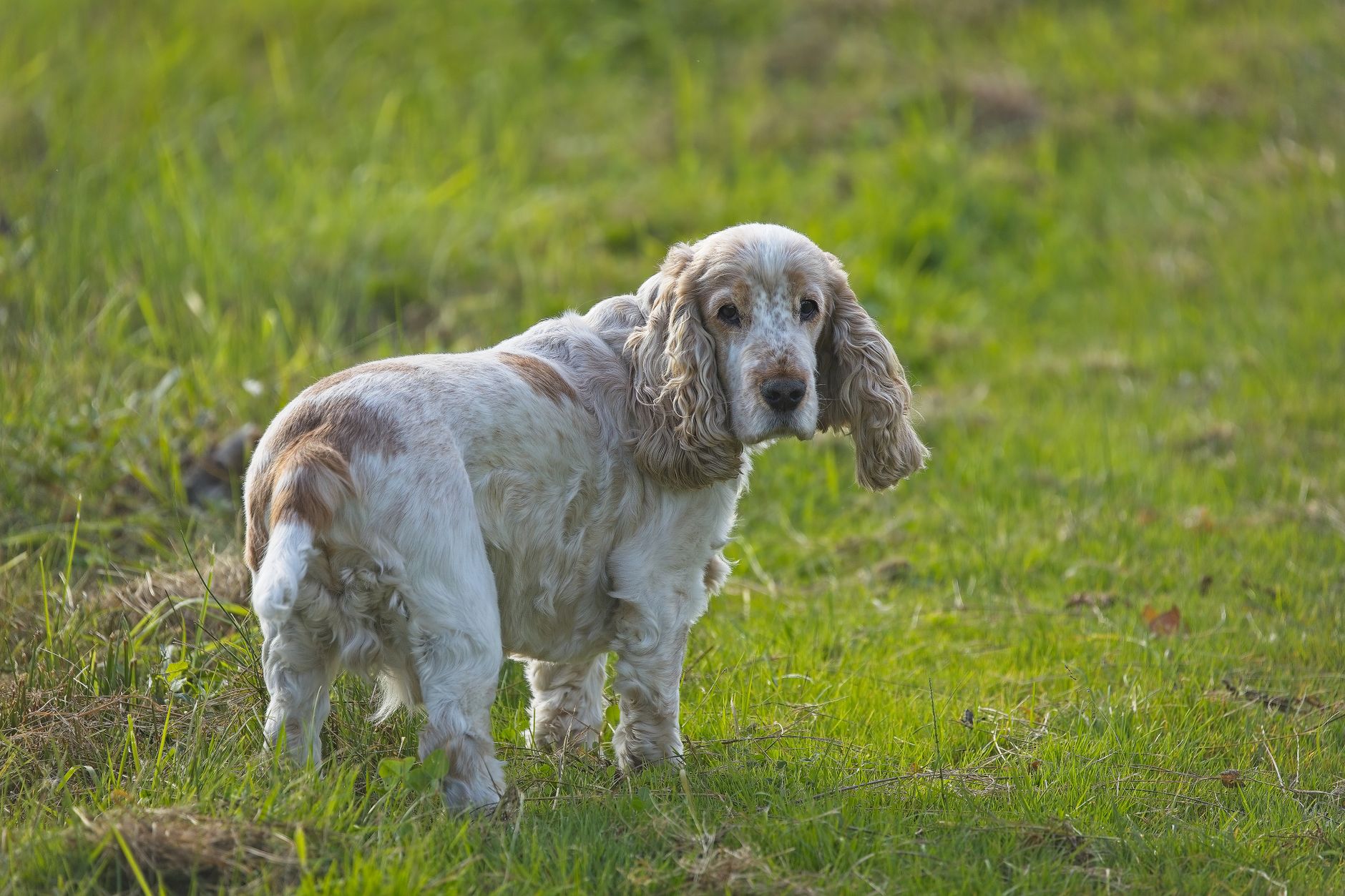 Clumber Spaniel