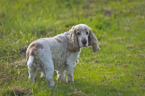 Free A cute Cocker Spaniel dog standing on green grass, looking curiously. Stock Photo