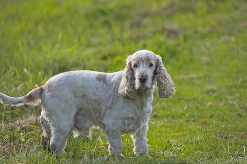 Foto d'estoc gratuïta de animal, bufó, buscant