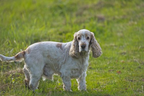 Free Charming English Cocker Spaniel standing on lush green grass during daylight, displaying curiosity. Stock Photo