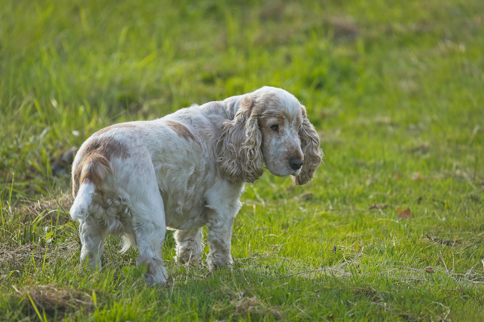 Witte en bruine kortharige hond op groen grasveld