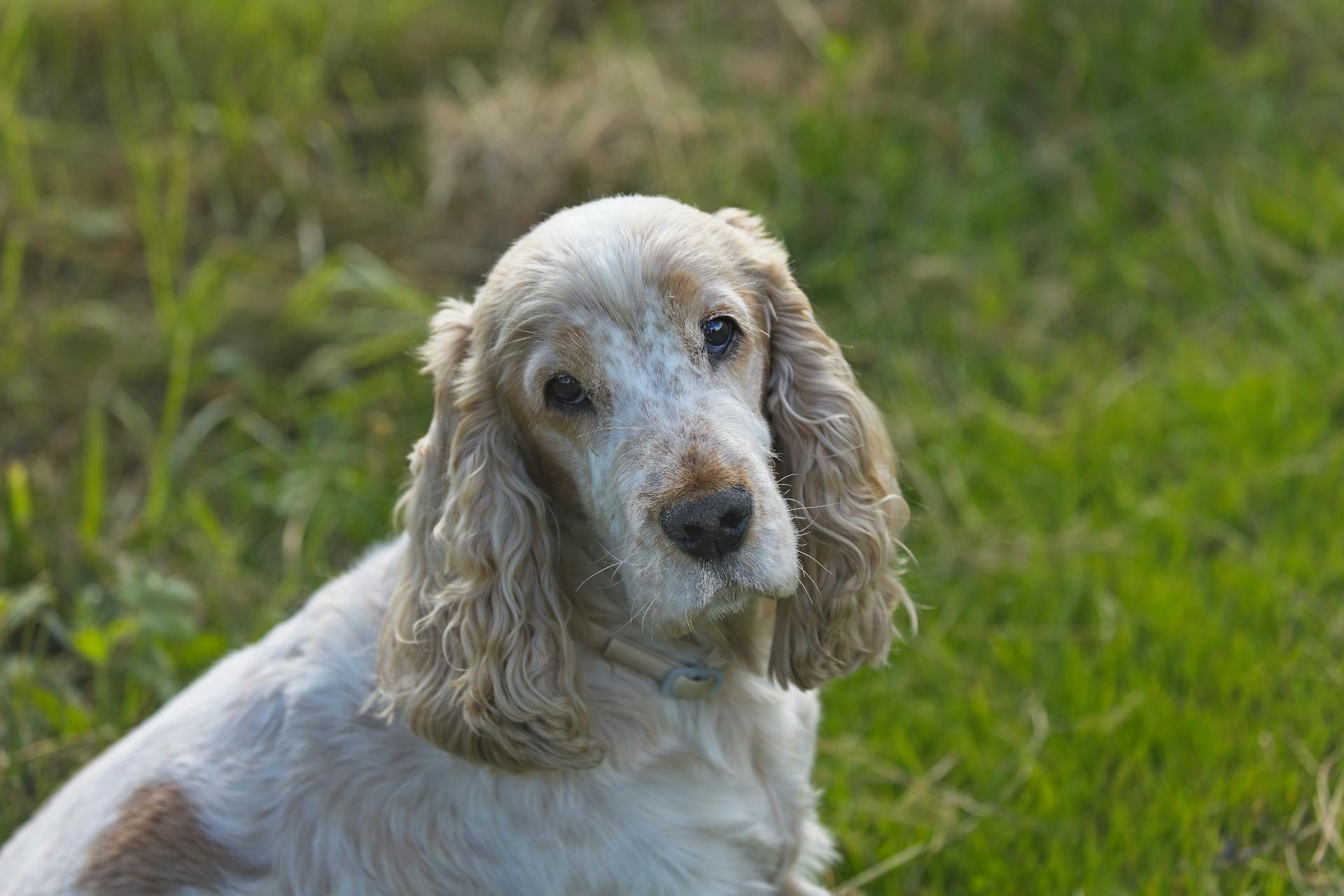 Vue rapprochée d'un cocker spaniel anglais