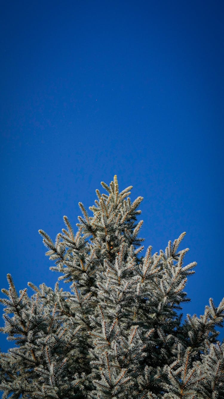 Fir Tree On Blue Sky Background