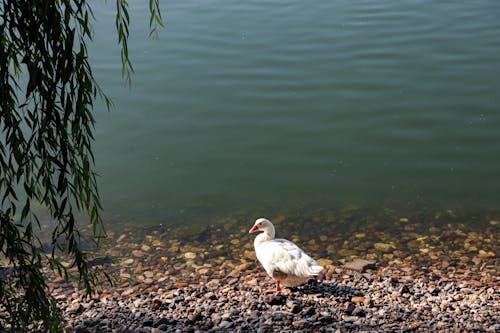 Free A White Duck on Stone Filled Shore Stock Photo