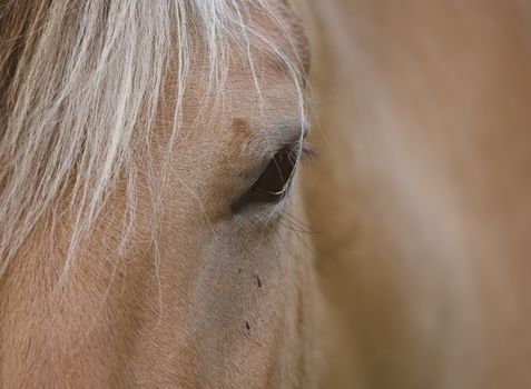 Brown Horse Eye in Close Up Photography