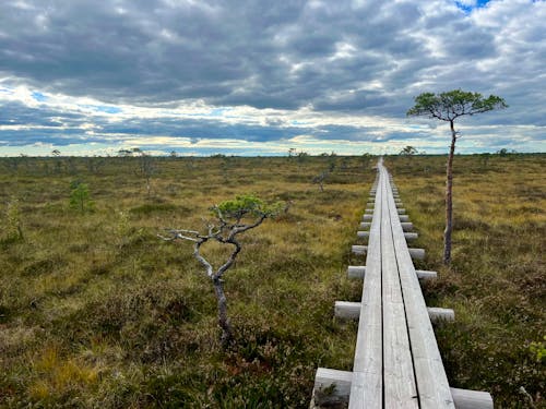 Wooden Pathway on Green Grass Field 