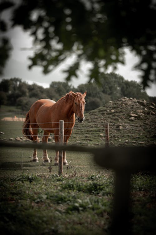 at, Çiftlik hayvanı, çiftlik hayvanları içeren Ücretsiz stok fotoğraf