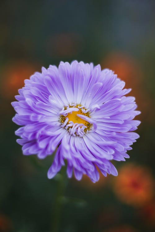 Foto d'estoc gratuïta de aster, enfocament selectiu, flor morada