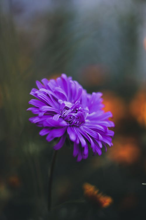Purple Flower in Close-up Shot