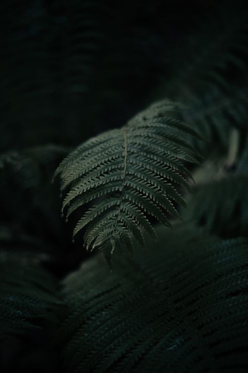 Free A dark and moody close-up shot of fern leaves with selective focus, highlighting natural foliage. Stock Photo