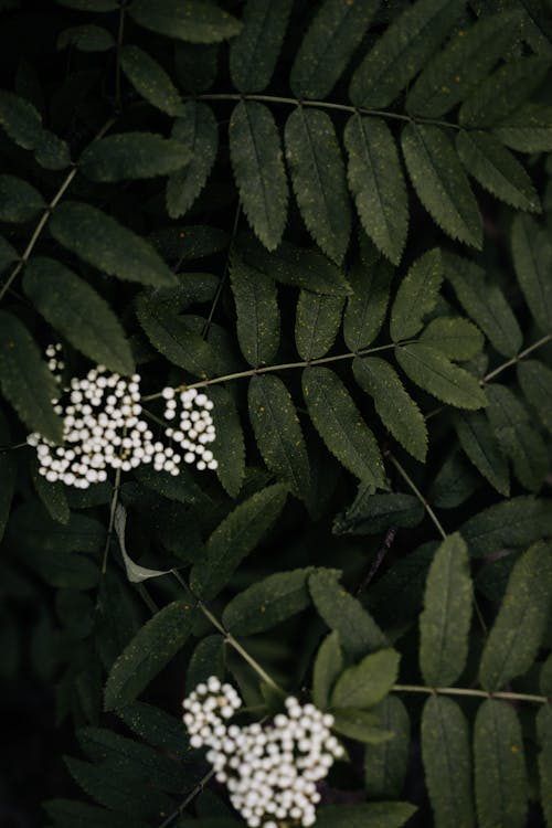 Foto stok gratis daun hijau gelap, Daun-daun, fokus selektif