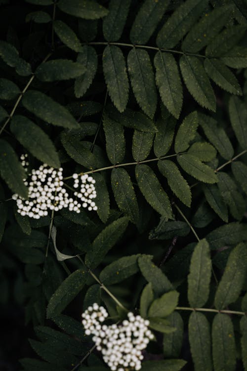 Close Up Photo of Green Leaves