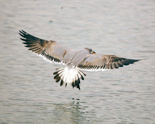 Základová fotografie zdarma na téma křídla, létání, mořský pták