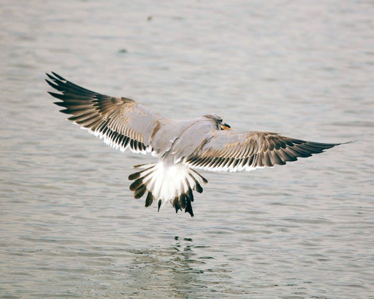 Bird Flying Over The Water