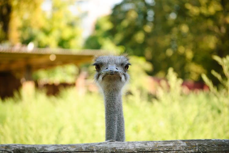 Close-Up Shot Of Ostrich Face