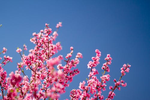 Ilmainen kuvapankkikuva tunnisteilla hauras, kasvikunta, kirsikankukat
