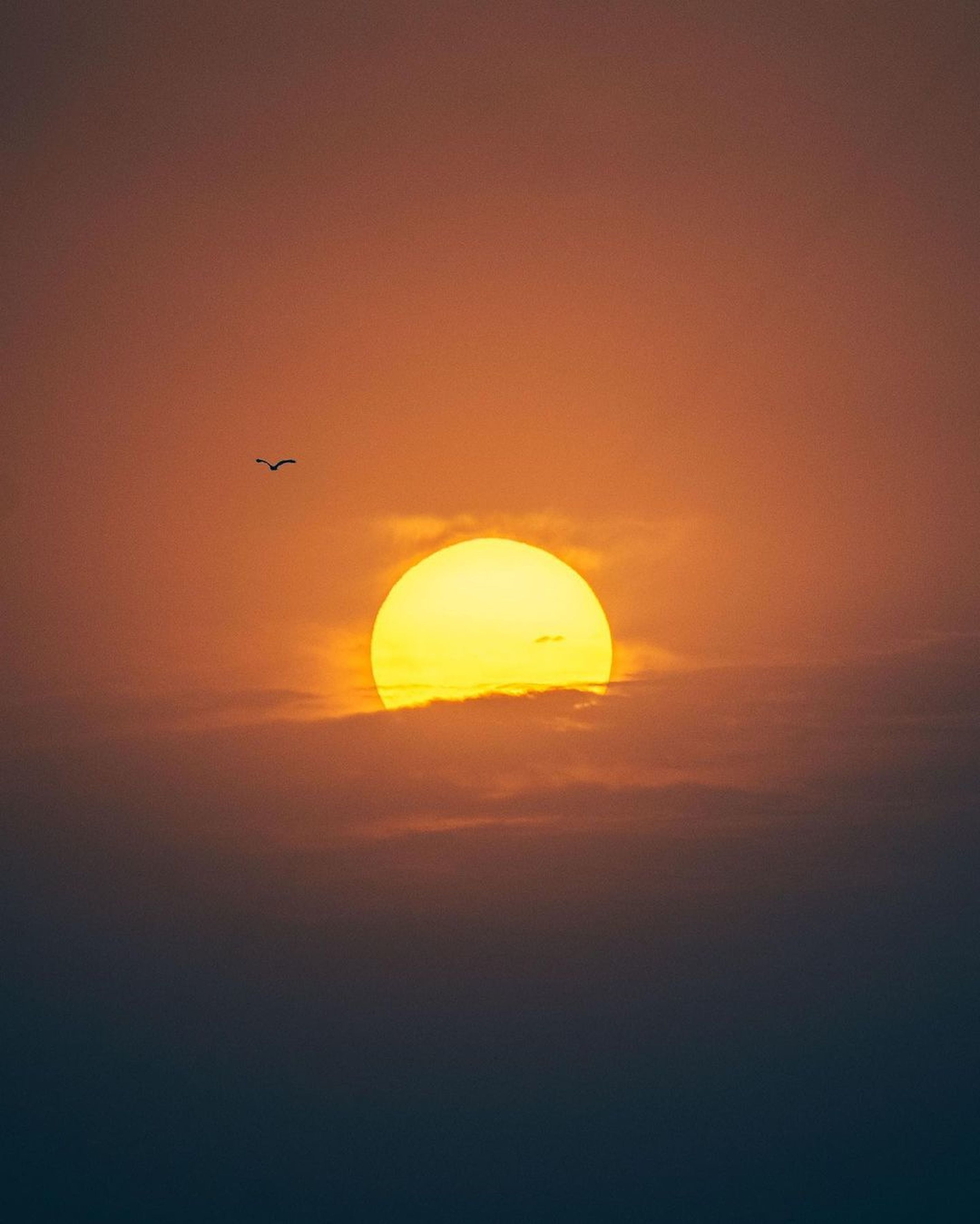 Birds Flying During Sunset · Free Stock Photo