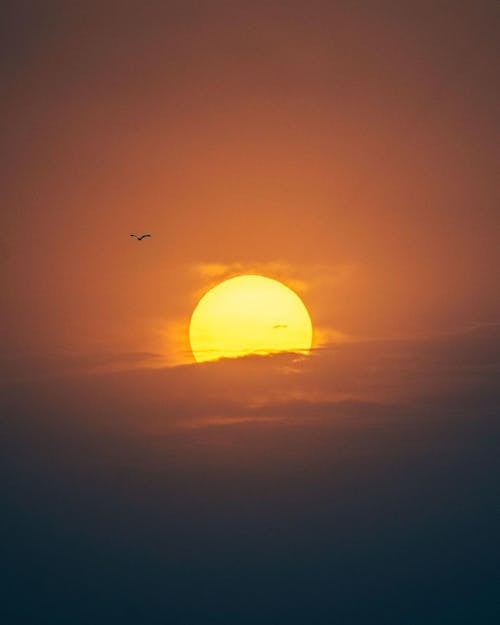 Birds Flying During Sunset