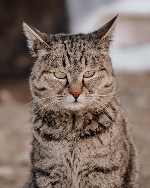 Close-Up Shot of a Tabby Cat