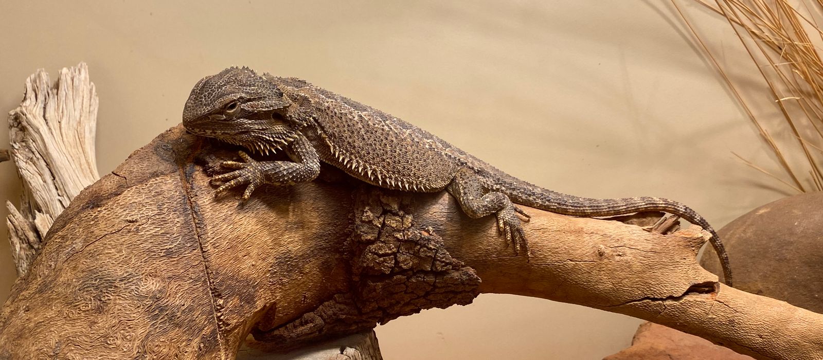 Close-up of a bearded dragon perched on driftwood in Alice Springs.