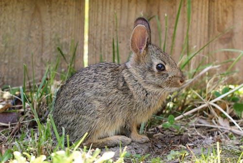 Brown Rabbit on Green Grass