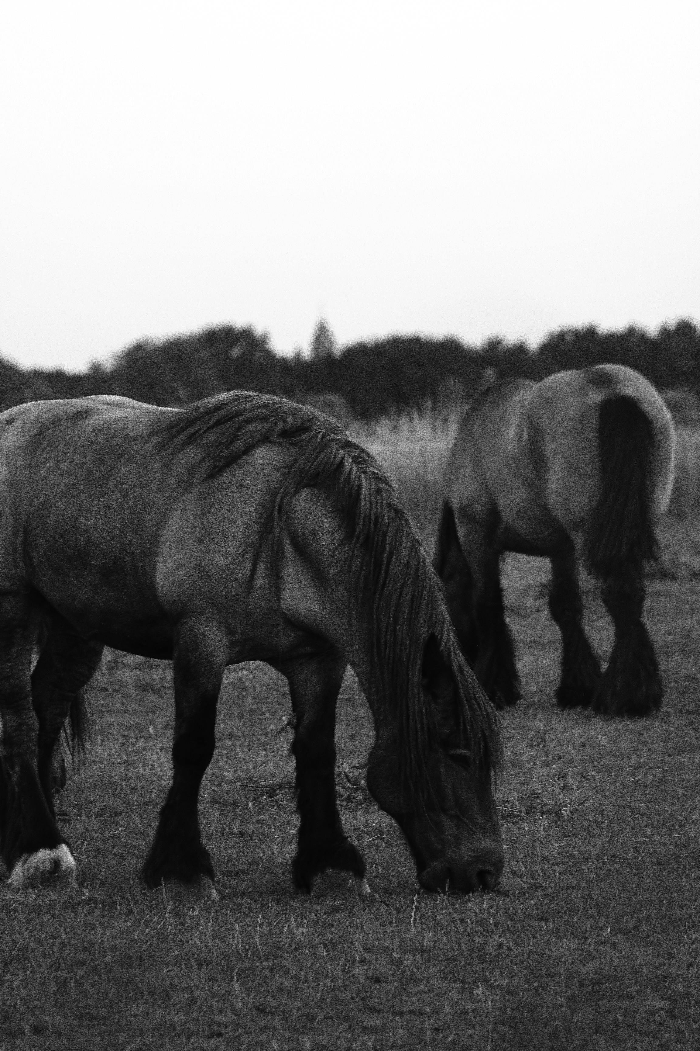 Two horses grazing peacefully in a black and white pastoral scene.