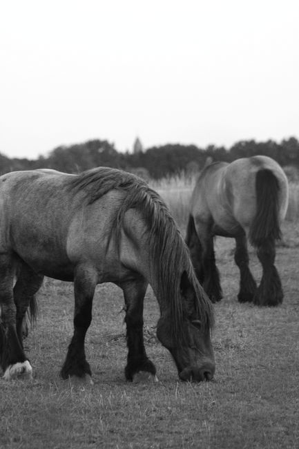 Two horses grazing peacefully in a black and white pastoral scene.