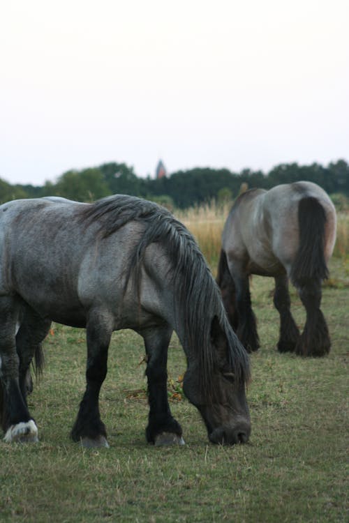 Horses Eating Green Grass