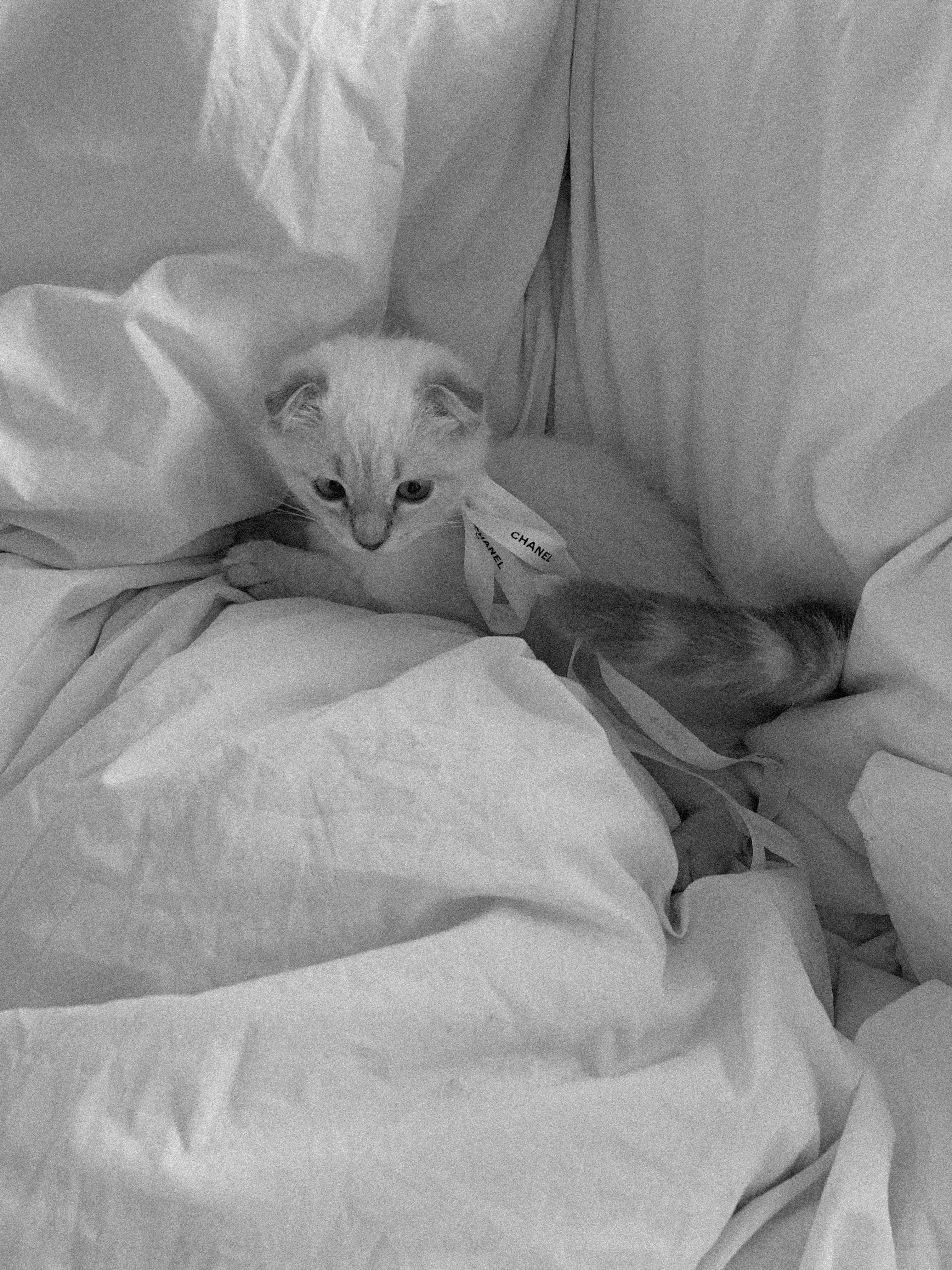 Cute white kitten in monochrome, lying on cozy blankets with a ribbon.