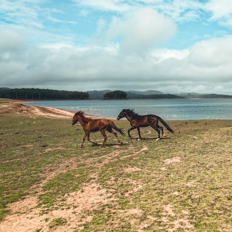 Brown Horses Running On Grassland