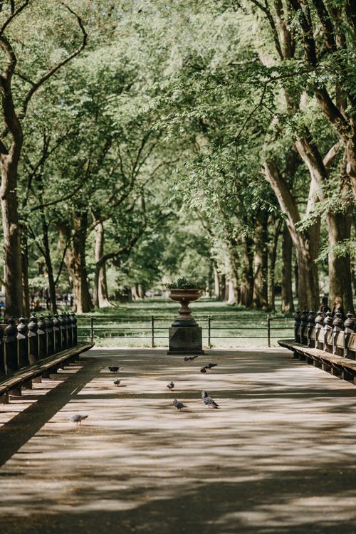 Free A tranquil park scene featuring a tree-lined walkway with benches and birds, offering a peaceful retreat. Stock Photo