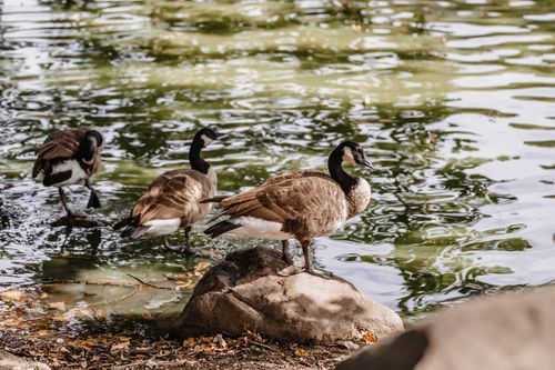Free A group of Canadian geese by a tranquil lake, basking in natural beauty. Stock Photo