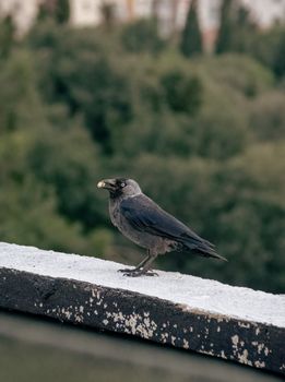 crow photo