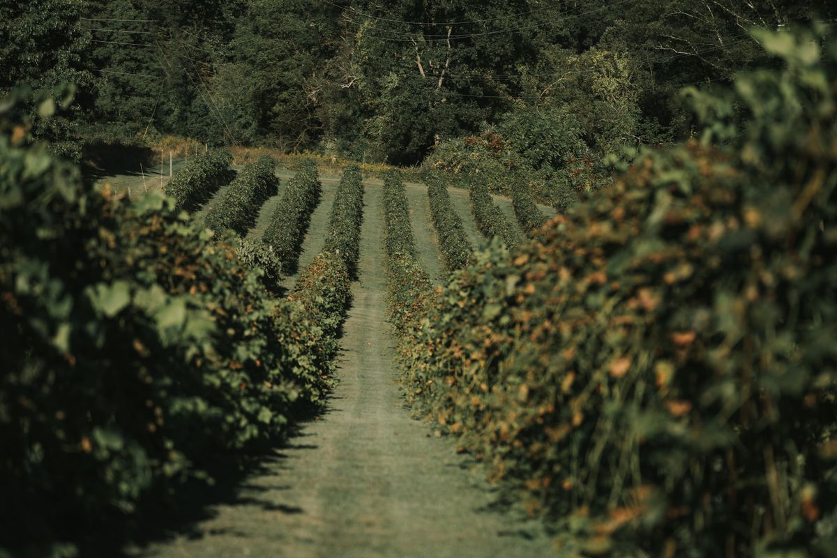 Vineyard rows under a canopy of green foliage