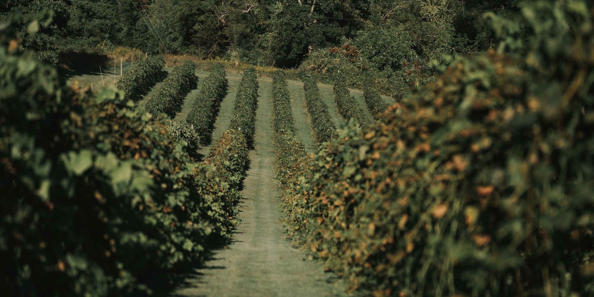 Vineyard rows and wine glasses at a winery