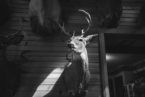 Free Monochrome image of a deer head taxidermy mounted on a wooden wall, creating a dramatic contrast. Stock Photo