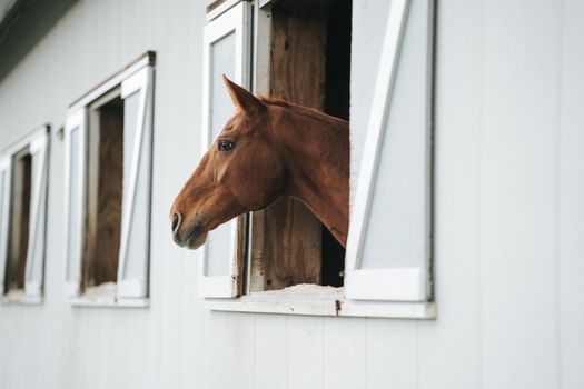 Brown Horse Sticking Its Head Out of a Stable 