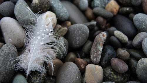 A Wet Feather on Stones