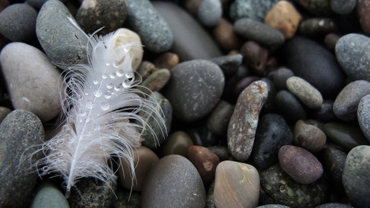 A Wet Feather On Stones