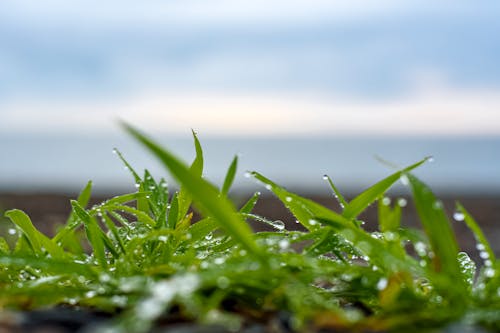 A Close-Up Shot of Wet Green Grass