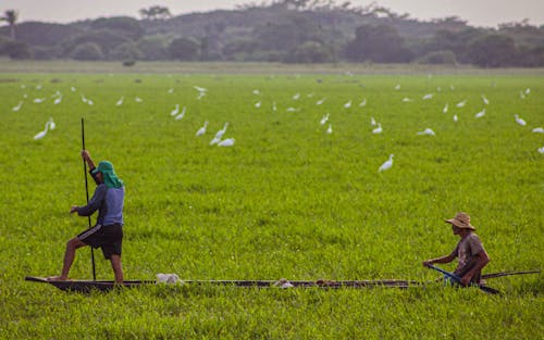 Imagine de stoc gratuită din activități agricole, agricultură, barca de lemn