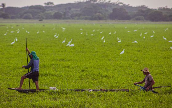 Two fishermen maneuver their boat through vibrant rice paddies, amidst grazing egrets.