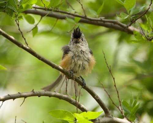 Brown Bird on a Tree Branch