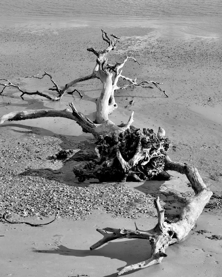 White Tree Trunk On Gray Sand