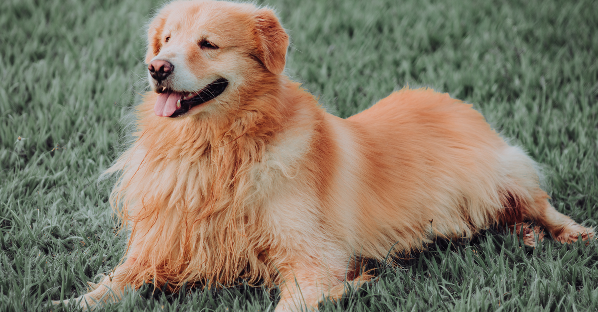 Um Golden Retriever contente aproveitando um dia ensolarado em uma grama verde e luxuriante em Ji-Paraná, RO, Brasil.