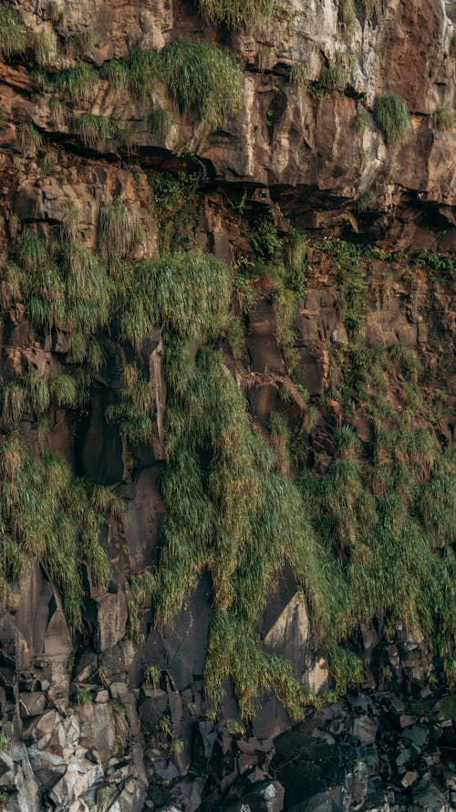 Foto profissional grátis de corroído, ecológico, natureza